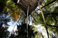 Wald - 2.jpg